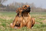 RODESIAN RIDGEBACK 112